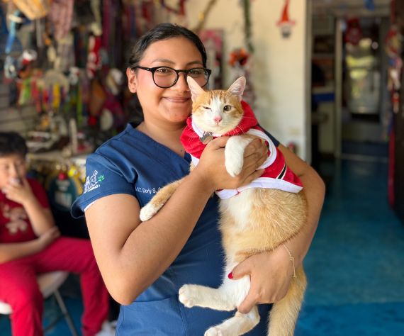 ichigo veterinaria kennel